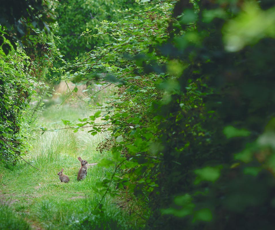bunnies in a wooded clearing