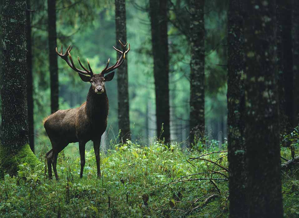 deer in the woods