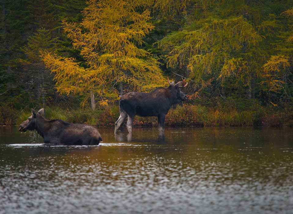 moose in a river