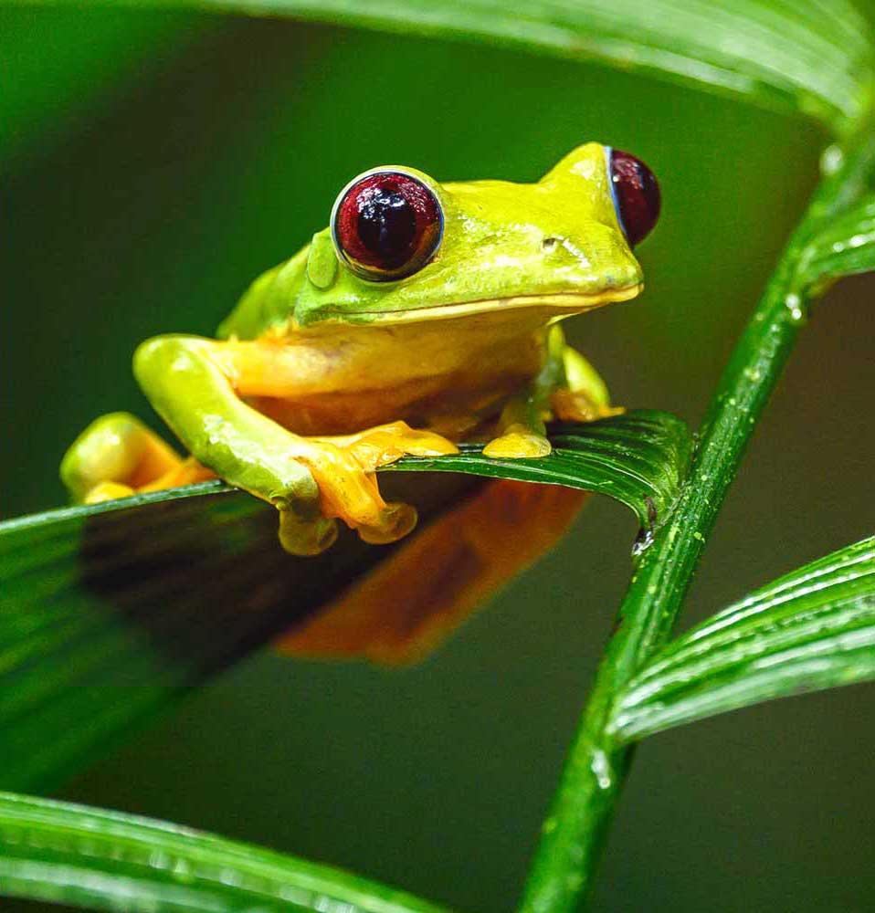 frog resting on a leaf