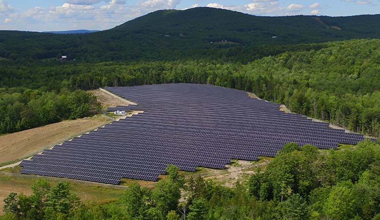 field of solar panels surrounded by trees