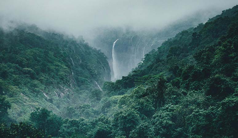 rainforest landscape