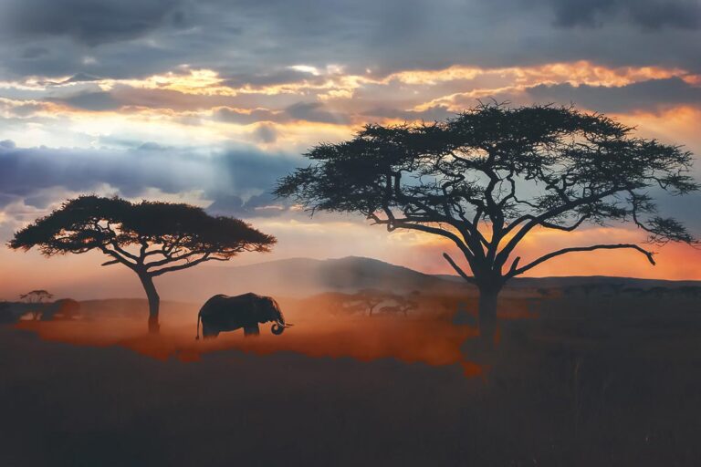 Elephant and African trees