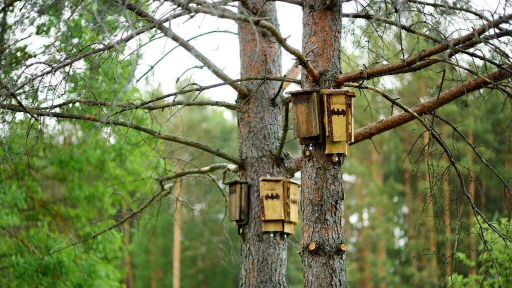 Wooden bat houses in the trees